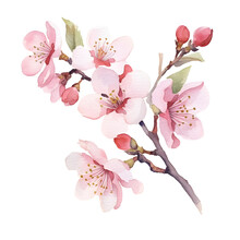 Beautiful Water Color Sakura Cherry Blossom Clip Art Png No Background