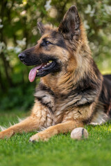 Wall Mural - Lying German shepherd dog with longer fur.