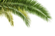 Palm leaf isolated on transparent background. Palm tree branch for design.