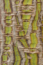 Striped Bark Maple Bark