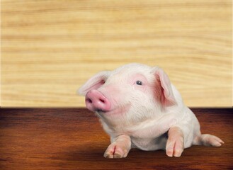 Poster - Happy smiling cute baby pig