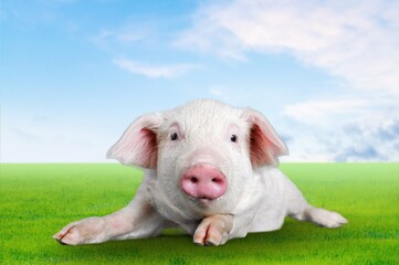 Poster - Happy smiling cute baby pig