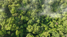 Tropical Forests Can Absorb Large Amounts Of Carbon Dioxide From The Atmosphere.