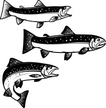 Set Of Trout Silhouettes. Design Element For Logo, Label, Emblem, Sign, Brand Mark For Fishing Camp Or Team. Vector Illustration.