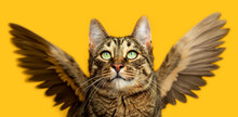 Striped Cat With Wings On A Yellow Background. Fairy Cat