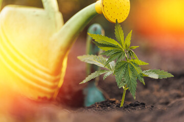 Wall Mural - Farm marijuana cannabis on blurred background at sunset