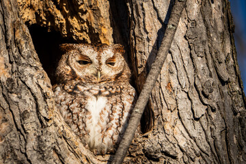 Wall Mural - Eastern Screech-Owl resting in its den during a sunny afternoon.