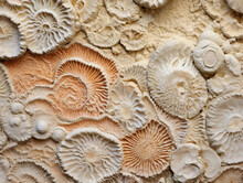 Coral Fossil Mineral Texture Detail, Close Up Of A Shell