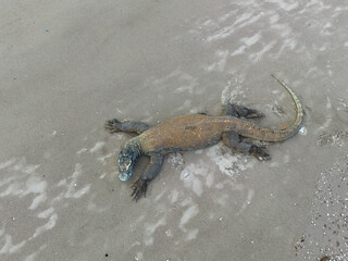 A Komodo dragon, Varanus komodoensis, lies on a remote beach in Komodo National Park, Indonesia. This endemic species is the largest extant lizard on Earth, growing to 3 meters in length.