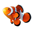 Clownfish isolated on transparent background