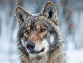 Wall Mural - portrait of a gray wolf on a blurred background