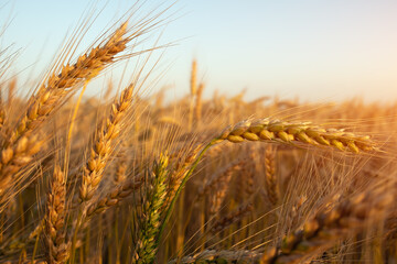 Young wheat grows in the field. During ripening, the color of wheat changes from green to orange-yellow.