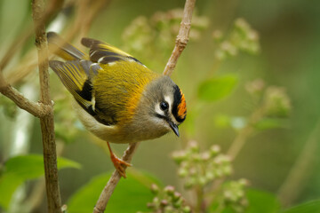 madeira firecrest or kinglet or madeiracrest (regulus madeirensis) very small passerine bird endemic