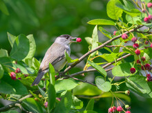 An Eurasian Blackcap, Sylvia Atricapilla, Adult Male Eating A Red Berry From A Shadbush, Amelanchier, A Top Bird Attracting Plant, Germany In Early Summer 