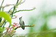ave colibrí pequeño posado en rama de planta verde