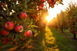 Red apples on apple tree in garden in sunset