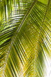 árbol de palma verde tropical