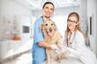 © BillionPhotos.com - Vet Clinic concept,  Veterinarian and cute dog, AI generated image