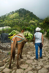 Colombian farmer with bunch of green bananas - Musa x paradisiaca