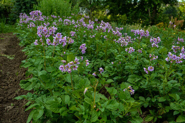 Poster - potato plants bloom in the garden.