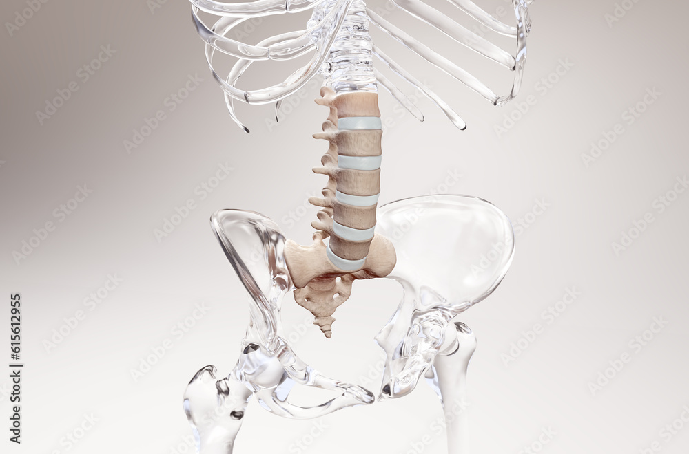 Lumbar spine 3D rendering on glass skeleton Stock Illustration | Adobe ...