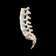 Lumbar spine side view on black background