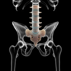 Wall Mural - Front view of lumbar spine on x-ray skeleton