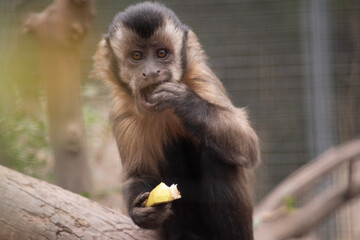 The brown capuchin has brown, thick fur with a dark wedge on the forehead and lighter face, cheeks and chin.