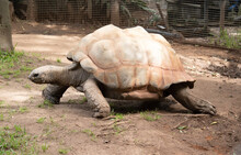 Aldabra Giant Tortoises Are Mainly Active During The Early Morning And In The Late Evening And They Spend The Remainder Of The Day In Burrows Or Swamps Keeping Cool.