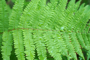 Wall Mural - close up on fern leaves with dew