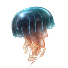 Wall Mural - an blue jellyfish on a transparent background png isolated generative ai