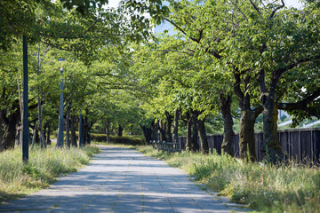 Canvas Print - 毛馬桜之宮公園の風景