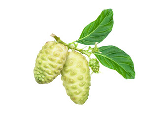 Wall Mural - Noni fruit on tree branch isolated on white background.