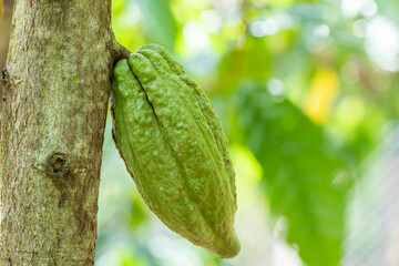 Canvas Print - Cacao Tree (Theobroma cacao). Organic cocoa fruit pods in nature.