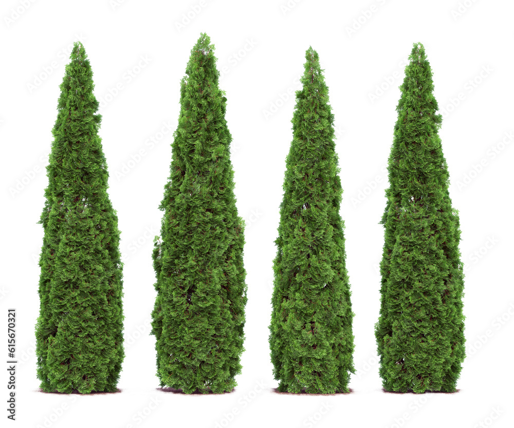 Tall cypress tree wall or Row of tall evergreen thuja occidentalis trees  green hedge fence. Png transparency Stock Photo | Adobe Stock