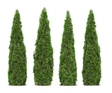Tall Cypress Tree Wall Or Row Of Tall Evergreen Thuja Occidentalis Trees Green Hedge Fence. Png Transparency