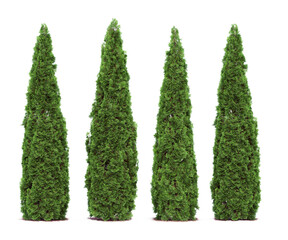 Tall cypress tree wall or Row of tall evergreen thuja occidentalis trees green hedge fence. Png transparency