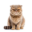 Scottish Fold cat (Felis catus) with grumpy expression
