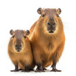 Two Capybaras (Hydrochoerus hydrochaeris) at the waterside