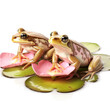 Two Frogs (Rana temporaria) on a lily pad