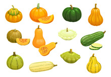 Cartoon Raw Zucchini, Pumpkin, Squash And Butternut Vegetables, Vector Farm Veggies. Organic Food Plants Icons Of Squash Courgette, Zucchini Marrow And Butternut With Pumpkin For Eat And Cooking