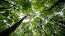 Looking Up At The Green Tops Of Trees Generative AI