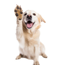 Labrador Giving High Five Isolated On White