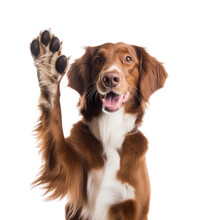 Border Collie Giving High Five Isolated On White
