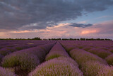 Fototapeta Kwiaty - Blooming Lavender Flowers in a Provence Field Under Sunset light in France. Soft Focused Purple Lavender Flowers with Copy space. Summer Scene Background.