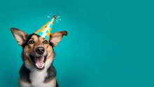 Happy Funny Dog Wearing A Party Hat, Birthday Celebration Card. Happy Pets. Copyspace. Cute Dog.