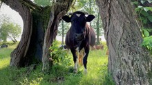 This Short Video Captures A Cow Seeking Refuge Under Trees On A Hot Day. The Bright Sun Is High In The Sky, Creating A Heat That Affects The Animals. The Contented Cow Decides To Find Shade And