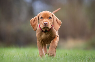 Wall Mural - hungarian vizsla