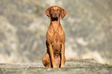 Wall Mural - hungarian vizsla