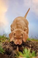 Wall Mural - hungarian vizsla